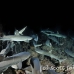 shark_whitetip_reef_mancg_ci_h_0253_cos1049.jpg